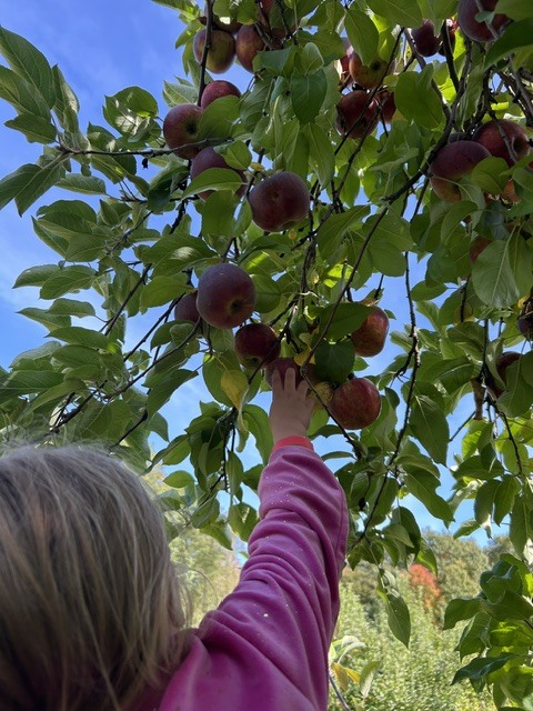 apple smolak farms oct 2026